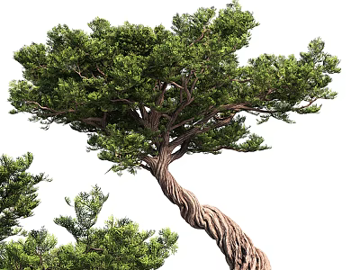 Modern Pine 3d model