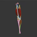 3D Rendered Human Leg Muscle Structure With Red Tissue And White Bones