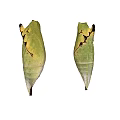 Natural Detailed Green Chrysalises With Brown Edges On Gray Background