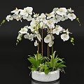 Elegant White Orchid Garden Decor With Green Leaves And Flower Buds