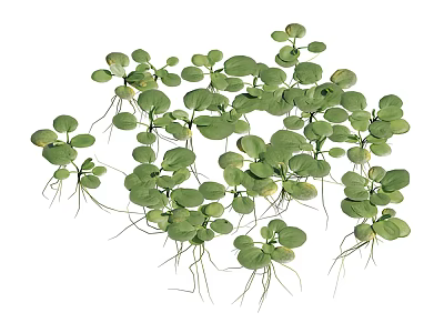 Green Aquatic Plants With Round Leaves And Floating Root Systems 3d model