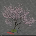 Beautiful Cherry Blossom Tree with Pink Flowers in Paved Area and Person Nearby