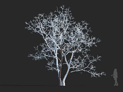 Tall Leafless Tree With Bare Branches Against Black Background And Human Silhouette 3d model