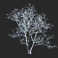 Tall Leafless Tree With Bare Branches Against Black Background And Human Silhouette