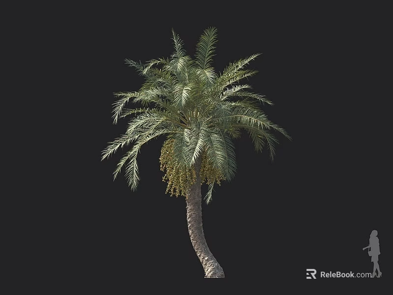 Date Palm Tree Featuring Curved Trunk Green Fronds Yellow Fruits And Human Silhouette Scale 3d model 