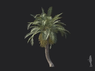 Date Palm Tree Featuring Curved Trunk Green Fronds Yellow Fruits And Human Silhouette Scale 3d model