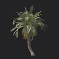 Date Palm Tree Featuring Curved Trunk Green Fronds Yellow Fruits And Human Silhouette Scale