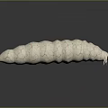White Caterpillar With Orange Vein Like Patterns Red Head And White Antennae