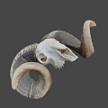Detailed Ram Skull With Large Curved Horns Isolated On Black Background