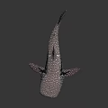 Giant Whale Shark With White Body And Pink Spots In Marine Environment