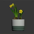 Yellow Daffodils in White and Green Two Tone Pot with Exposed Bulb and Green Leaves