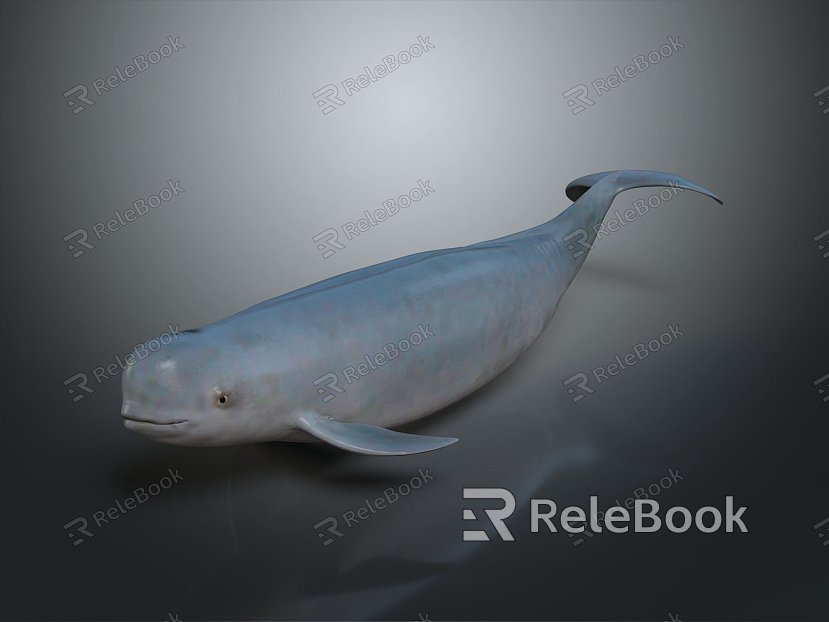 whale cartoon whale mammal marine mammal marine animal fish freshwater fish marine fish model