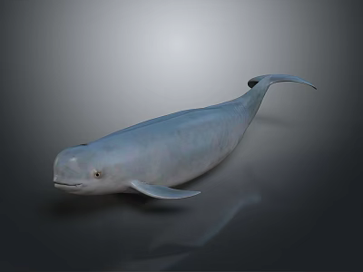 3D Rendered Beluga Whale Aquatic Animal With Smooth Skin Curved Tail And Neutral Background 3d model