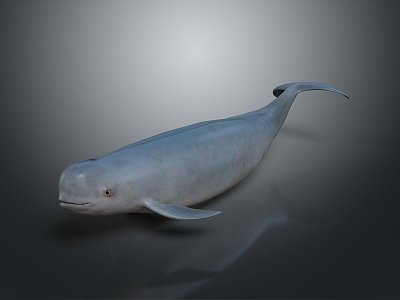 whale cartoon whale mammal marine mammal marine animal fish freshwater fish marine fish model