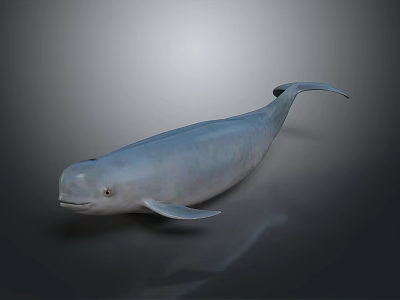 3D Rendered Beluga Whale Aquatic Animal With Smooth Skin Curved Tail And Neutral Background 3d model