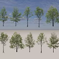 Arbor Trees With Green Foliage Arranged In Rows And Visible Trunks 3d model
