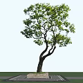 Tall Arbor With Curved Trunk And Green Foliage On Stone Base Platform