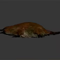 Platypus With Brown Orange Fur Open Mouth And Webbed Feet On Gray Background