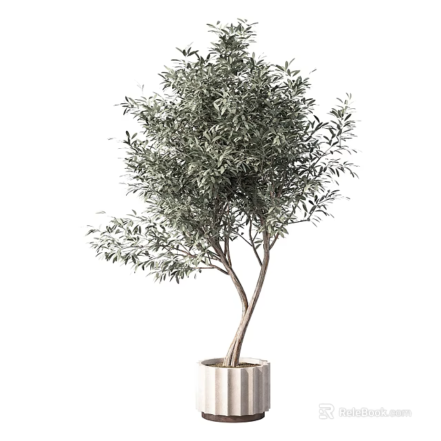 Green Olive Tree In White Pot For Indoor Home Decoration And Design 3d model 