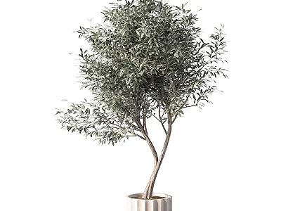 Green Olive Tree In White Pot For Indoor Home Decoration And Design 3d model