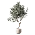 Green Olive Tree In White Pot For Indoor Home Decoration And Design