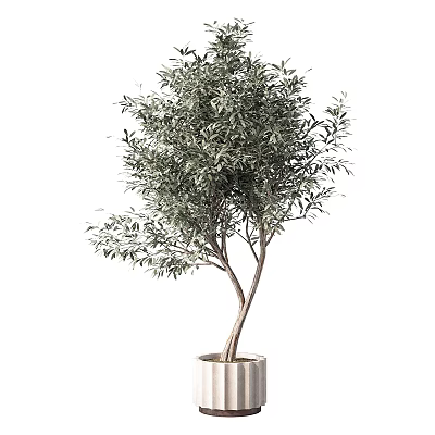 Green Olive Tree In White Pot For Indoor Home Decoration And Design 3d model