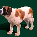 St. Bernard Dog With Brown And White Coat In Standing Pose On Green Background