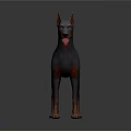 Standing Doberman Dog 3D Model With Blue Gray And Brown Coat And Tongue Out