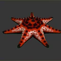 Vibrant Red Starfish With Black Spots And Spiky Texture On Gray Background 3d model