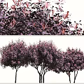Arbor Trees With Purple Leaves And Lush Foliage In Garden Landscape