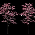 Vibrant Pink Flowering Shrubs with Lush Blooms and Fresh Green Foliage