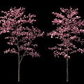 Peach Blossom Tree Cherry Tree Garden Shrub Group Background 3d model