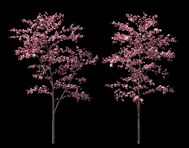 Peach Blossom Tree Cherry Tree Garden Shrub Group Background 3d model