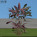 Reclining Flower Calathea Plant With Red Purple Leaves On Green Grass Under Blue Sky