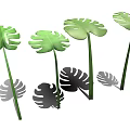 Set Of Green Monstera Leaves With Decorative Shadows In Natural Light