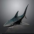 Cartoon Shark Character 3D Model With Blue Spots And Large Eyes Design