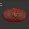 Kidney Anatomy Kidney Organ Human Organ Human Organ Human Body Tissue Human Body Structure 3d model