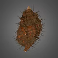 Decorative Shell Ornament Set With Natural Texture And Brown Exterior For Home