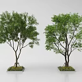 Two Green Trees In Square Planters With Lush Foliage And Brown Trunks 3d model