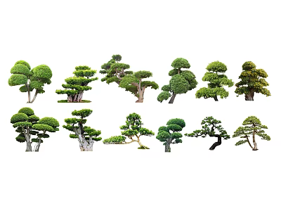 Various Shaped Bonsai Trees With Artistic Styles And Lush Green Foliage 3d model