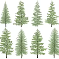 Various Arbor Trees With Green Foliage And Different Species In Garden