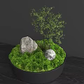 Bonsai Plant with Green Moss Small Tree Stone and Round Ball on Wooden Table