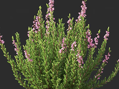 Lush Green Shrub With Purple Flowers And Dense Foliage Outdoors 3d model