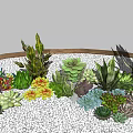 Various Types of Succulent Plants Growing in White Pebbles with Wooden Border