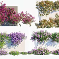 Colorful Flowering Vines on White Wall with Lush Foliage and Purple Pink Blooms