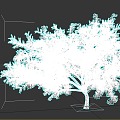 acacia tree trees plants 3d model