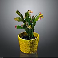 Potted Green Cactus Plant with Pink and Yellow Tips in Yellow Textured Pot