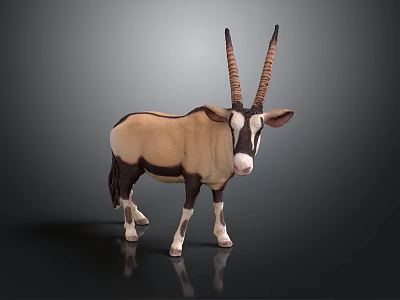 Oryx with Long Curved Horns and Tan White Coat Standing on Black Background 3d model