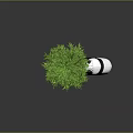 Bamboo Plant With Panda Interacting In Scene 3d model