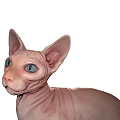 Two Hairless Reptiles With Bright Blue Eyes On White Background